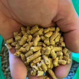 Otwarta dłoń trzymająca garść jasnobrązowych, cylindrycznych granulek na tle zielonego worka z widocznymi granulkami na dnie.