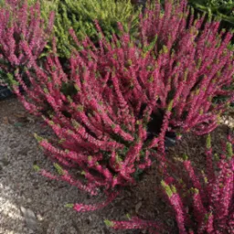 Kwitnący wrzos o intensywnym różowym kolorze, w doniczce, otoczony drobnymi kamieniami, z widocznymi elementami zieleni w tle.