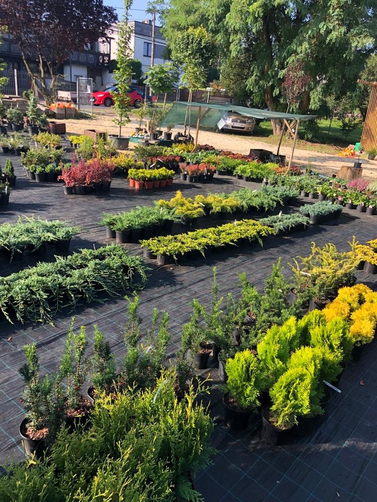 Szeroki kadr na szkółkę roślin ozdobnych z różnorodnymi iglakami i krzewami liściastymi w czarnych doniczkach, ustawionymi rzędami na czarnej macie, z budynkiem mieszkalnym i czerwonym samochodem...