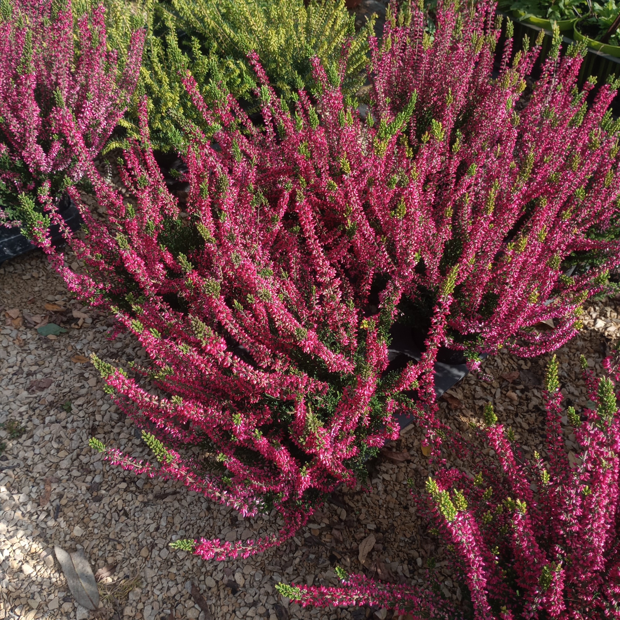 Kwitnący wrzos o intensywnym różowym kolorze, w doniczce, otoczony drobnymi kamieniami, z widocznymi elementami zieleni w tle.