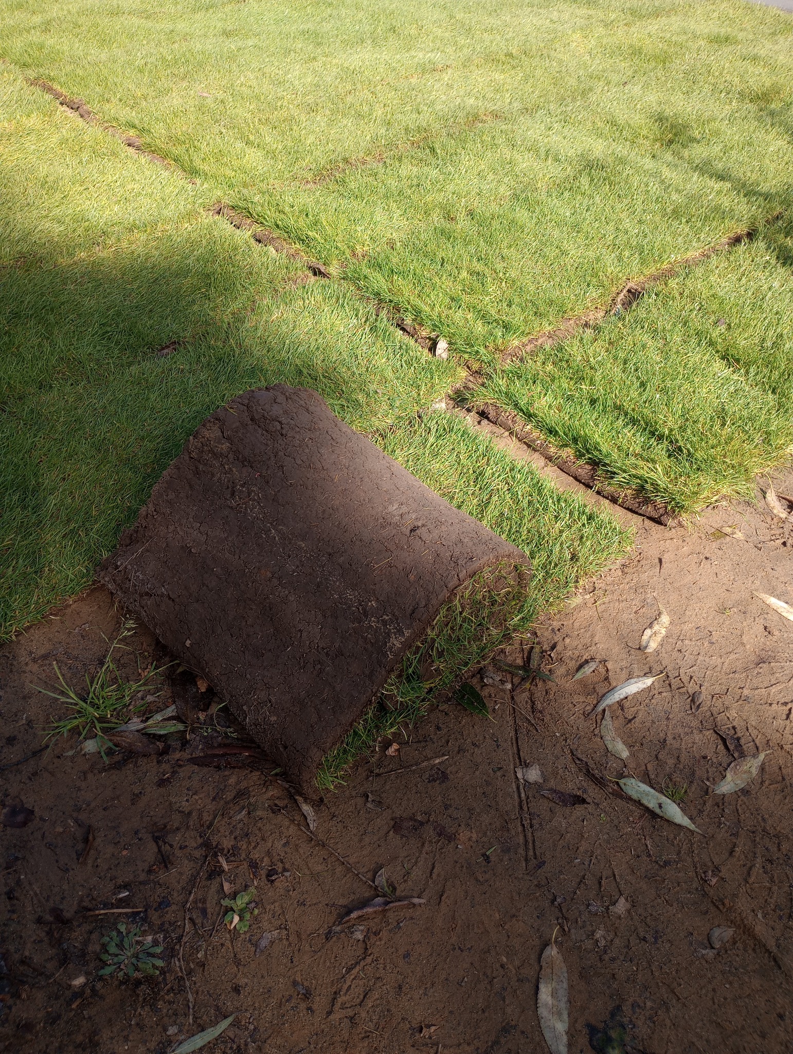 Rolka trawy z ziemią leżąca na przygotowanym podłożu, widoczne ślady po ułożonych wcześniej rolkach trawy.