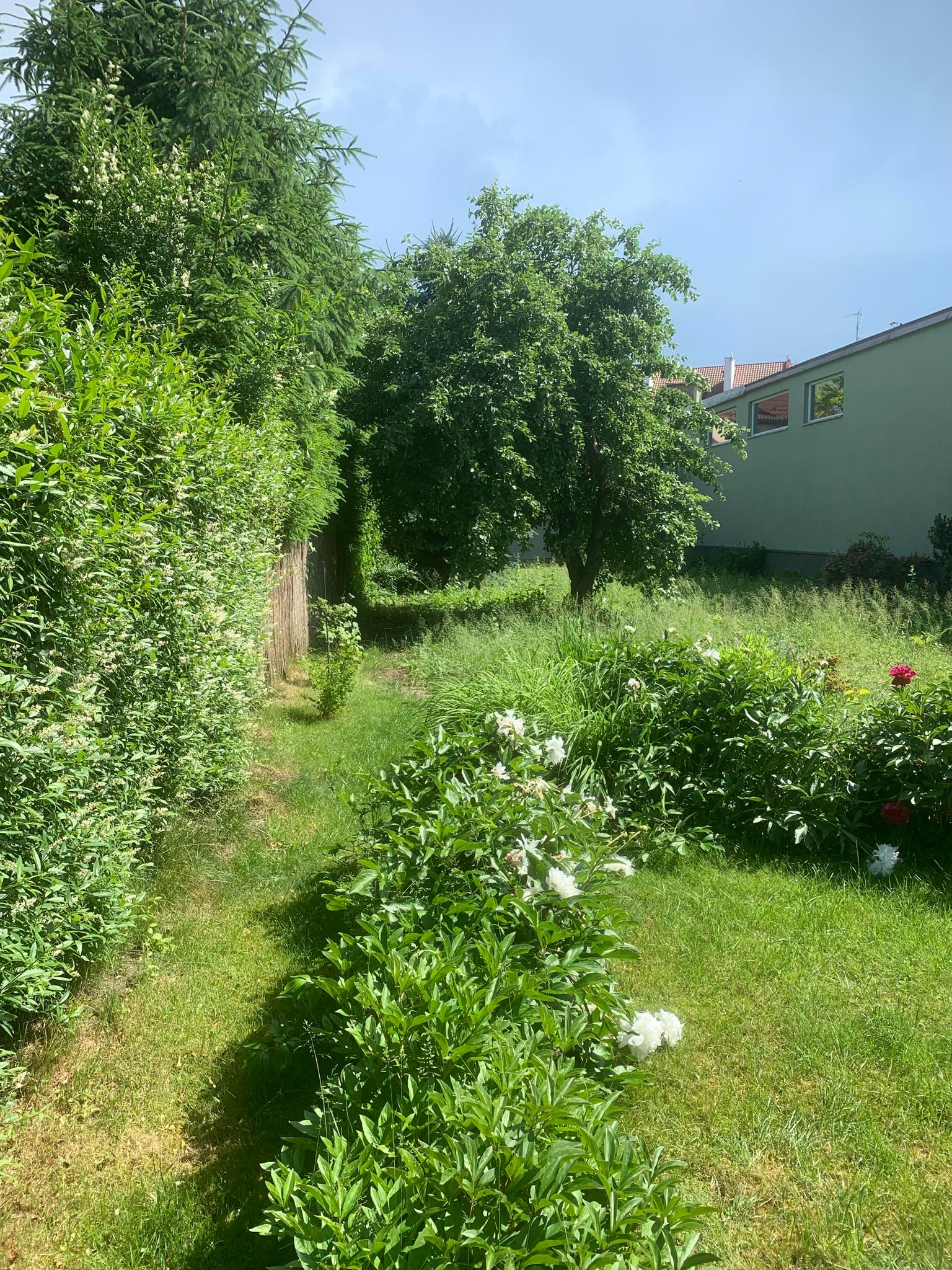 Zarośnięty ogród z kwitnącymi białymi i czerwonymi piwoniami, z widoczną ścieżką prowadzącą w głąb ogrodu, otoczoną wysokimi drzewami i krzewami, budynkiem w tle.