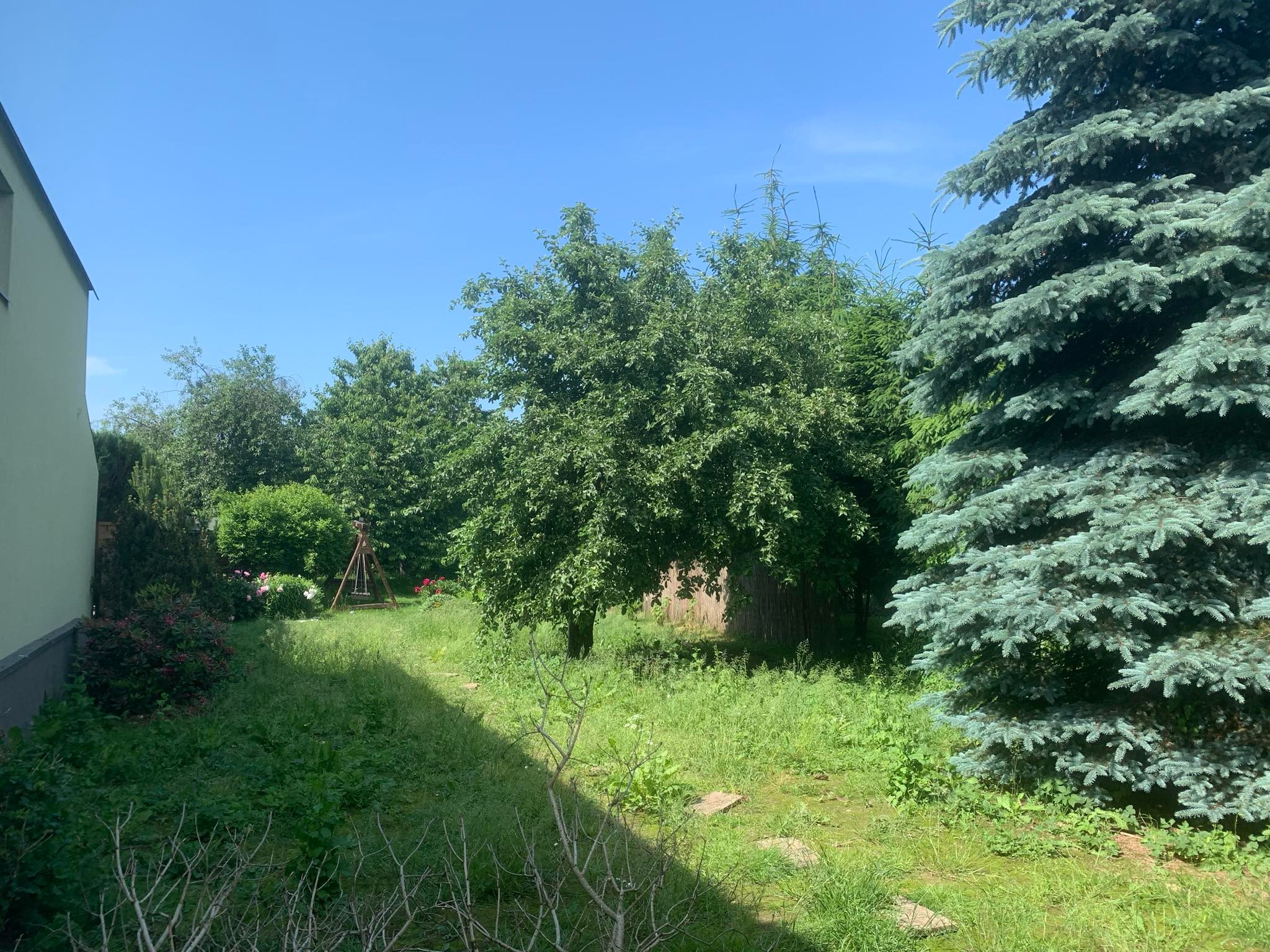 Zarośnięty ogród z huśtawką w tle, widok na drzewa owocowe i świerk kłujący, niekoszona trawa, cień na trawniku.