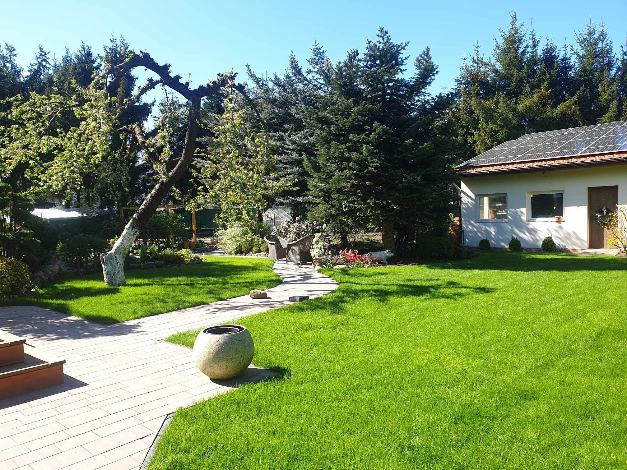 Zadbany ogród z trawnikiem, ścieżką z kostki brukowej prowadzącą do domu z panelami słonecznymi, ozdobne drzewo z bielonym pniem i donica z kamienia.