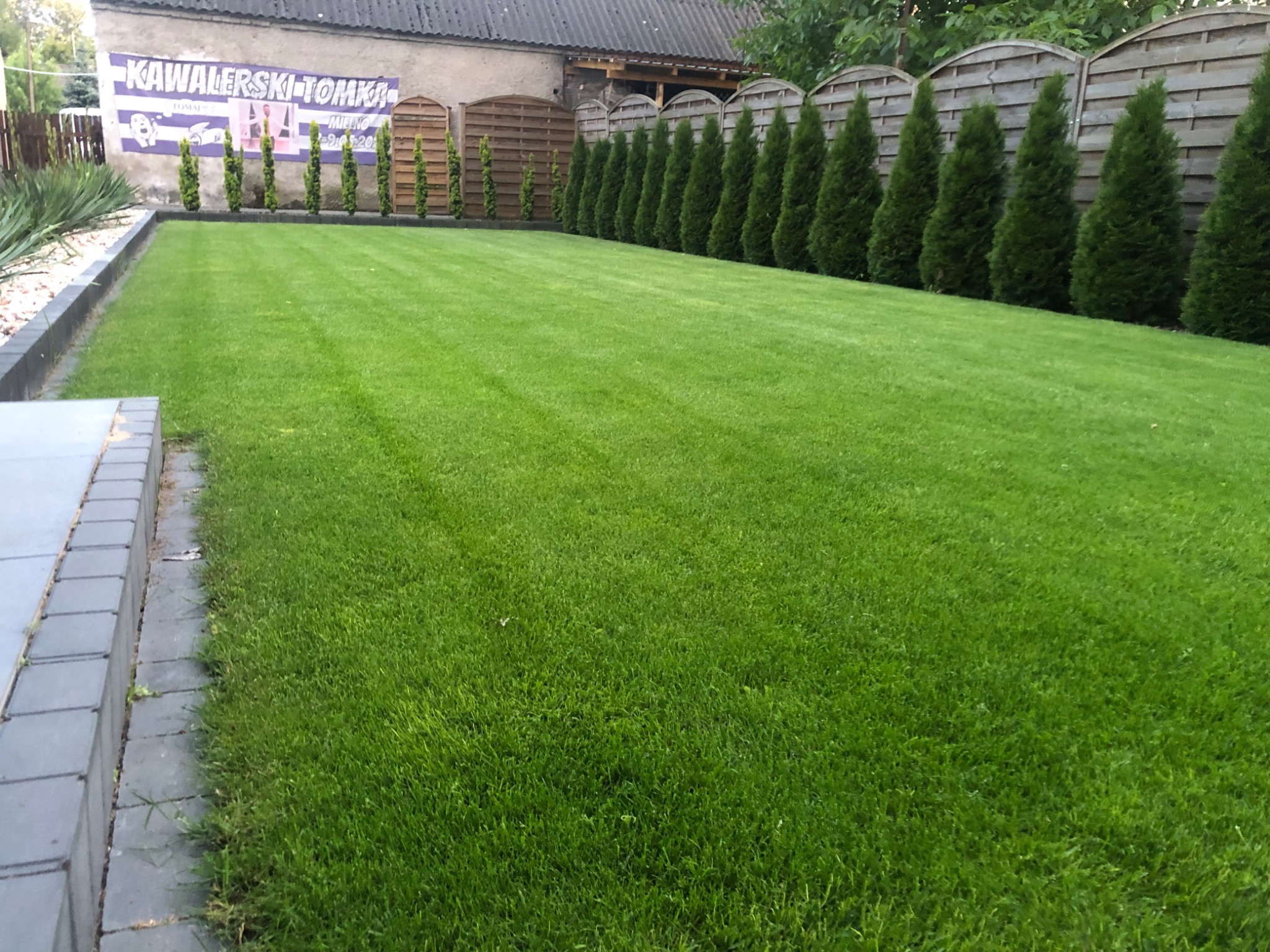 Równy trawnik z regularnie przyciętą trawą, obramowany szarą kostką brukową i rzędem tuj przy drewnianym płocie, w tle widoczny budynek z banerem.