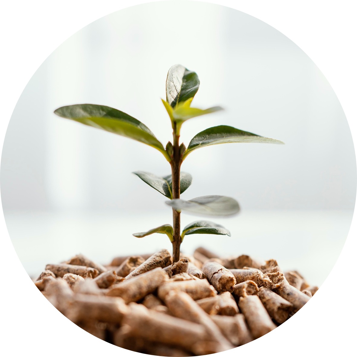 Młoda roślina wyrastająca z kupki pelletu drzewnego na tle rozmytego, jasnego okna.