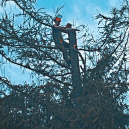 Sta-Rol - Solidne Sadzenie Drzew Sanok