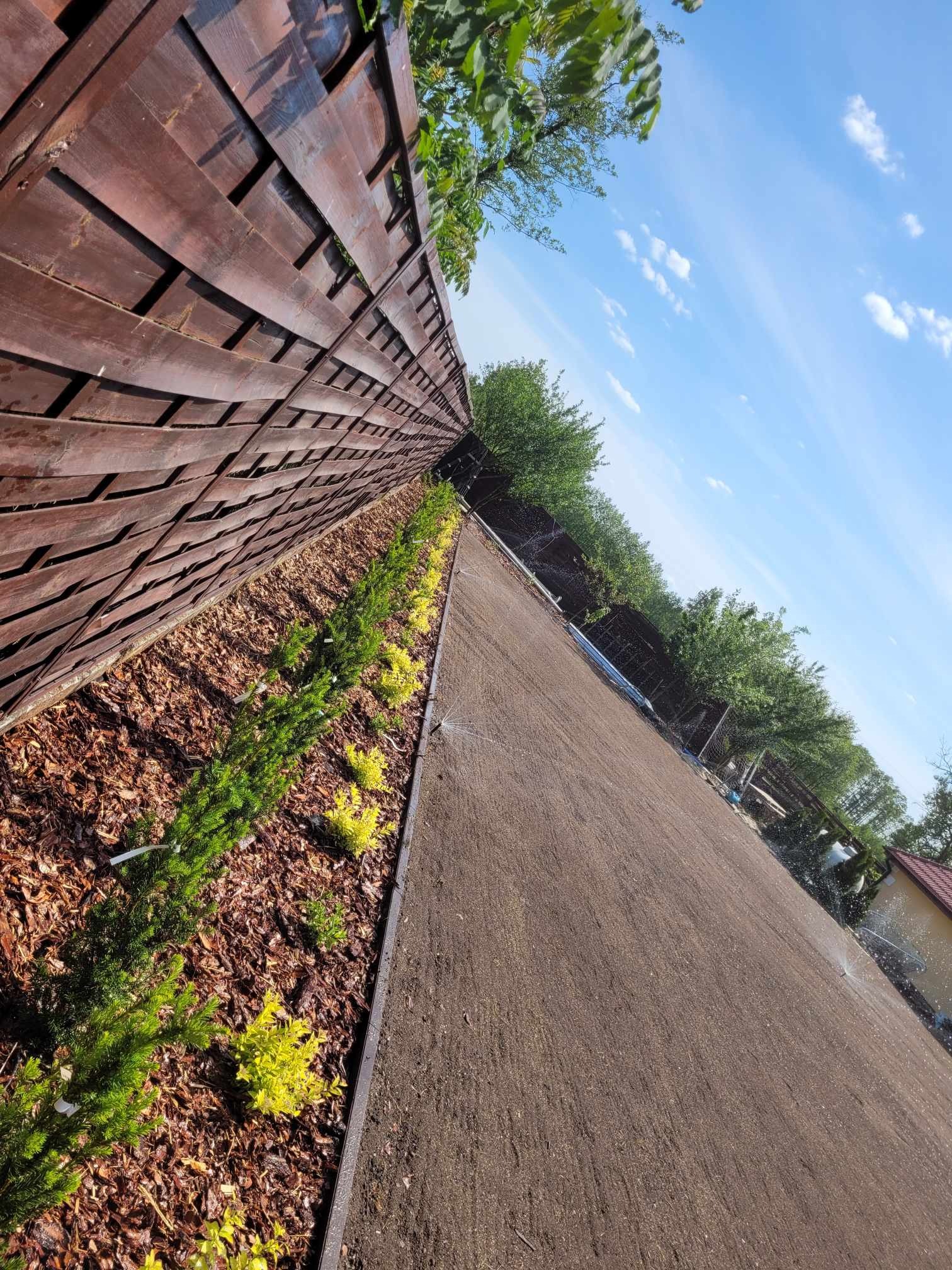 Przygotowany teren pod trawnik z rolki, z zainstalowanym systemem nawadniania i posadzonymi roślinami ozdobnymi wzdłuż drewnianego płotu.