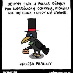 SYNDYKAT PRAWNICZY - dlatego nie ufaj AI - skonsultuj się z prawnikiem