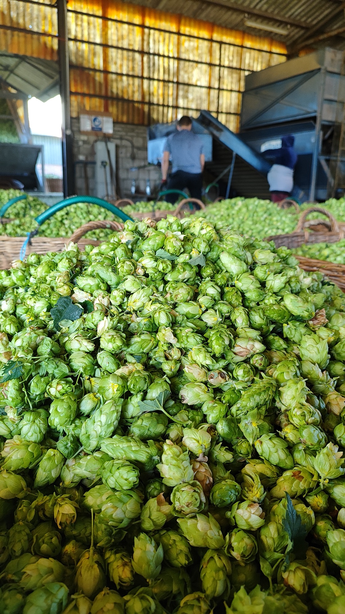 Kosz pełen świeżo zebranych, zielonych szyszek chmielu w hali produkcyjnej, z widocznym pracownikiem obsługującym maszynę w tle.