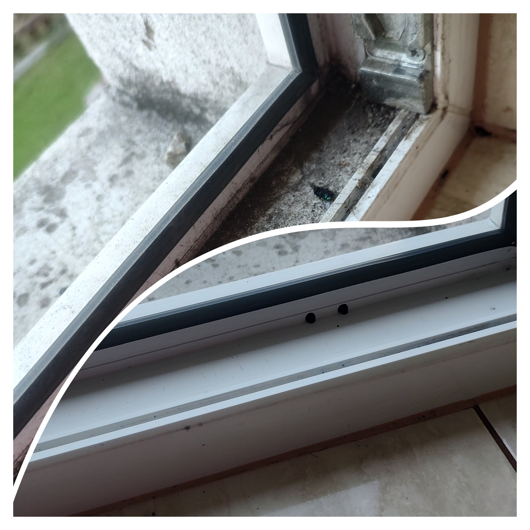 Porównanie stanu okna przed i po czyszczeniu: brudny parapet zewnętrzny z zieloną muchą i czysty, biały parapet wewnętrzny.