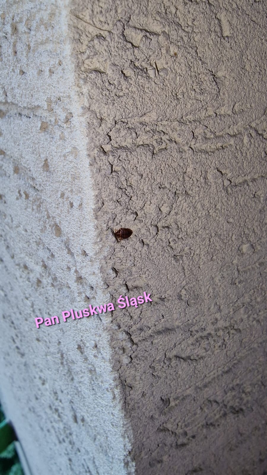 Pojedynczy pluskwiak na szorstkiej, pękniętej ścianie w odcieniach szarości i bieli, z tekstem 'Pan Pluskwa Śląsk' nałożonym na zdjęcie.