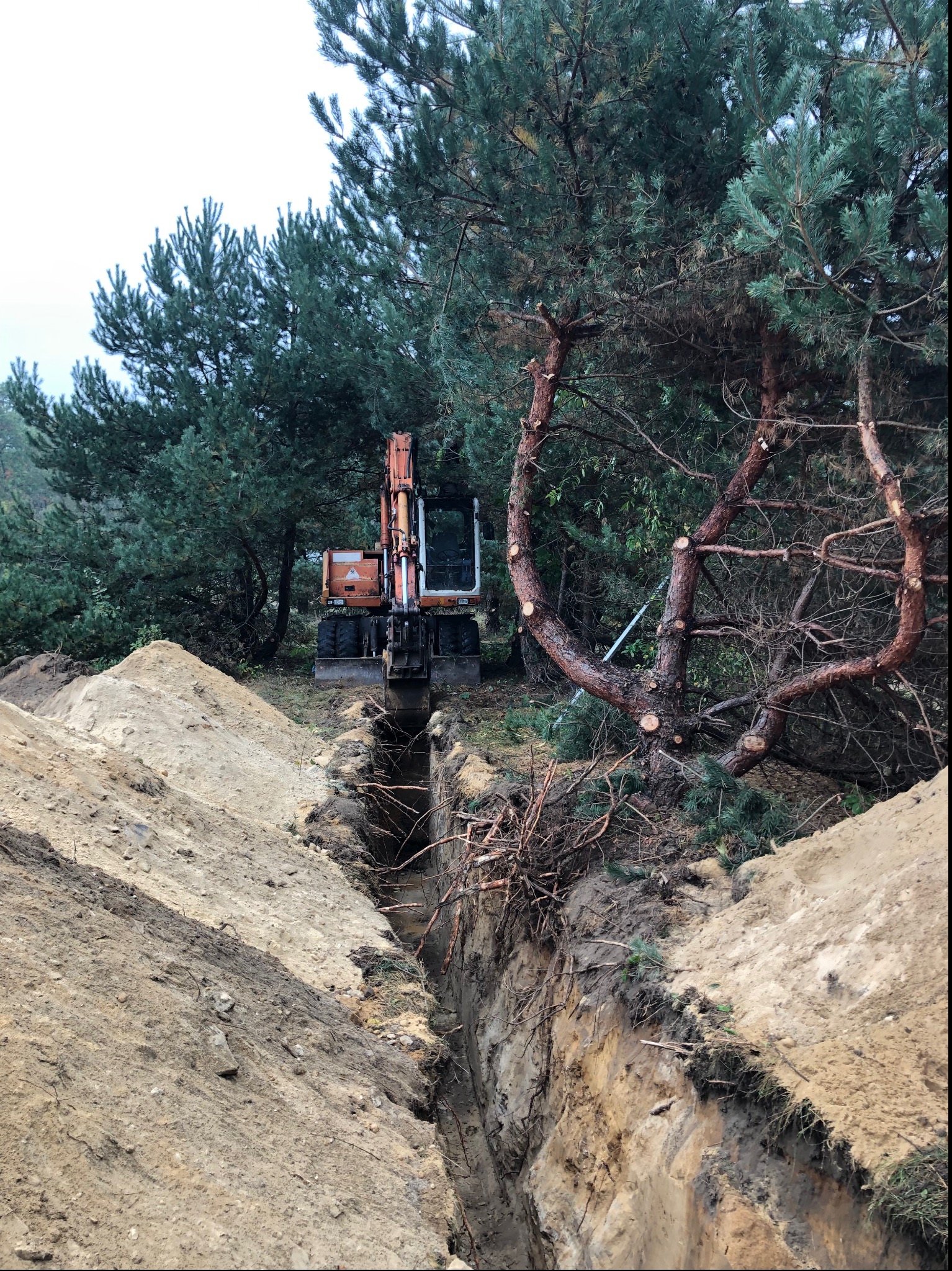 Wąski wykop w ziemi z widoczną pomarańczową koparką na tle drzew iglastych, świeżo przycięte gałęzie drzewa po prawej stronie kadru.