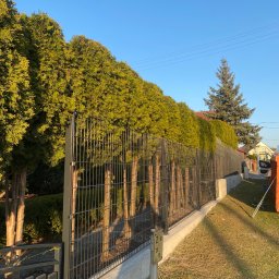 Technika Osłonowa Zubowicz Maksymilian - Metalowe ogrodzenie panelowe na betonowej podmurówce, przylegające do rzędu wysokich, zielonych tuj. Widoczne słupki i brama w tle, błękitne niebo.