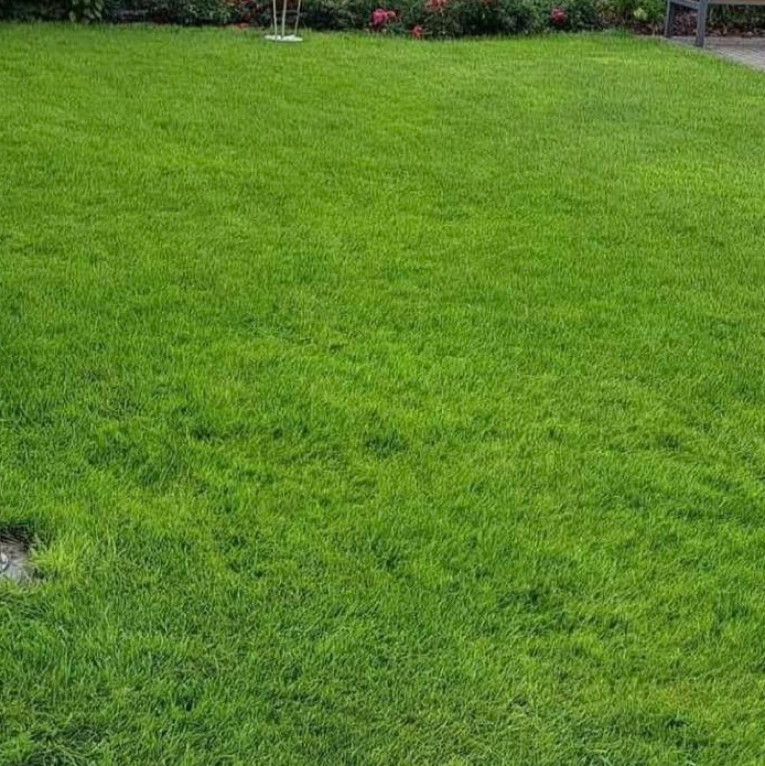 Krótko przystrzyżony trawnik z widocznymi śladami po koszeniu, z rabatą kwiatową w tle i fragmentem ławki w prawym górnym rogu.