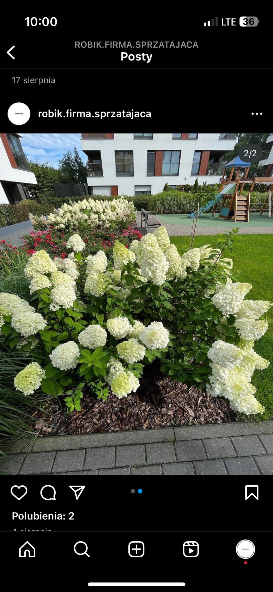 Kwitnące hortensje w zadbanym ogrodzie przed budynkiem mieszkalnym, widoczne elementy placu zabaw w tle.