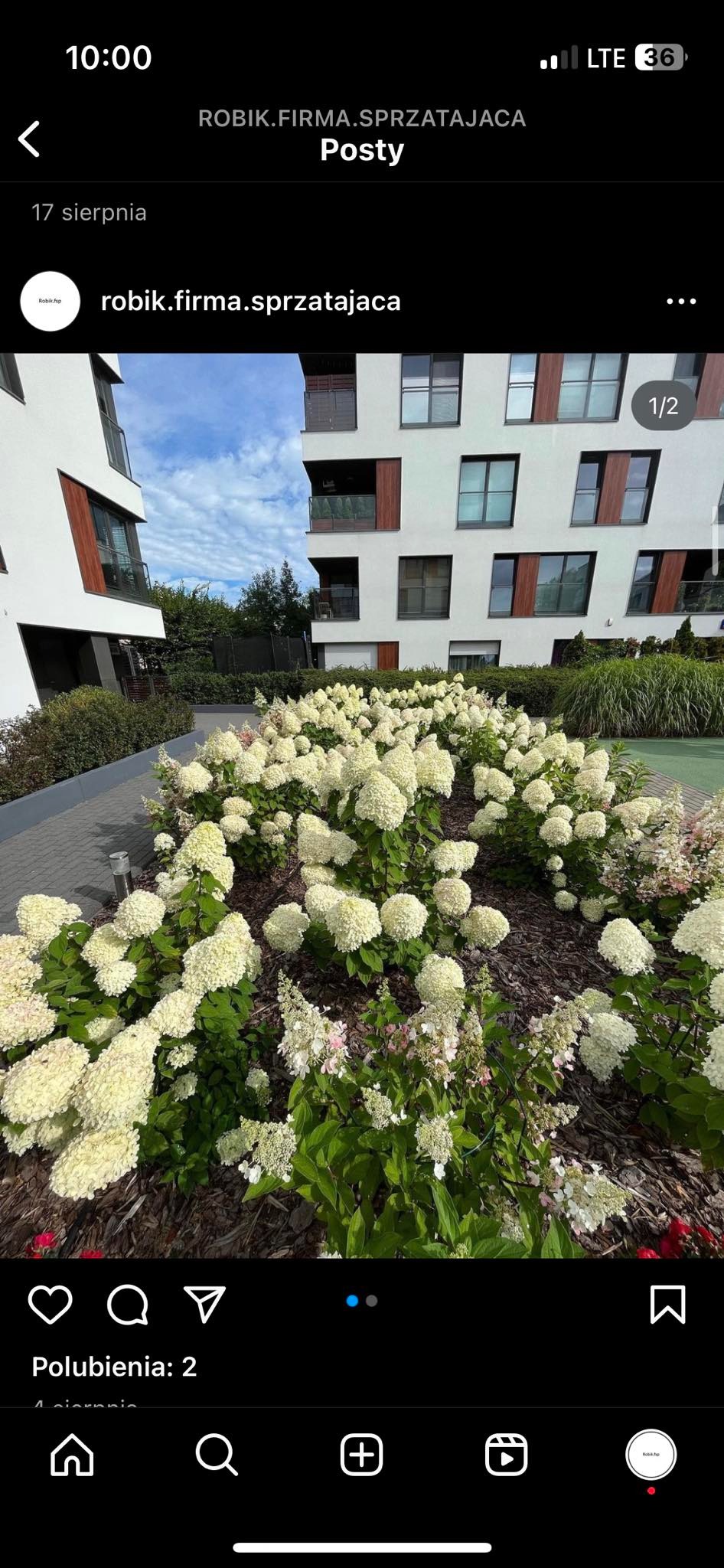 Kwitnące hortensje w rabacie przed nowoczesnym budynkiem mieszkalnym, widok z poziomu gruntu.