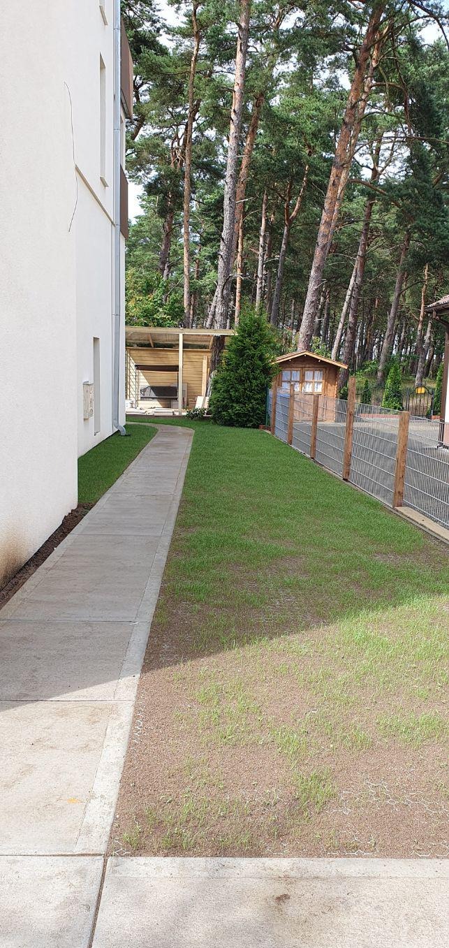 Świeżo założony trawnik przy budynku z betonowym chodnikiem, widoczna siatka ogrodzeniowa i drewniana altana w tle, młoda trawa dopiero wschodzi.