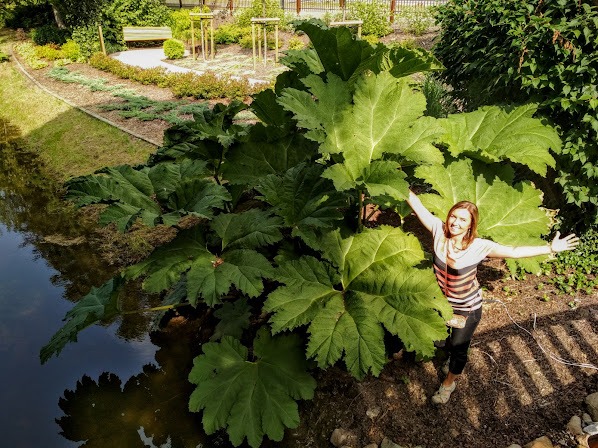 Gunnera olbrzymia w dobrych warunkach dorasta do pokaźnych rozmiarów.