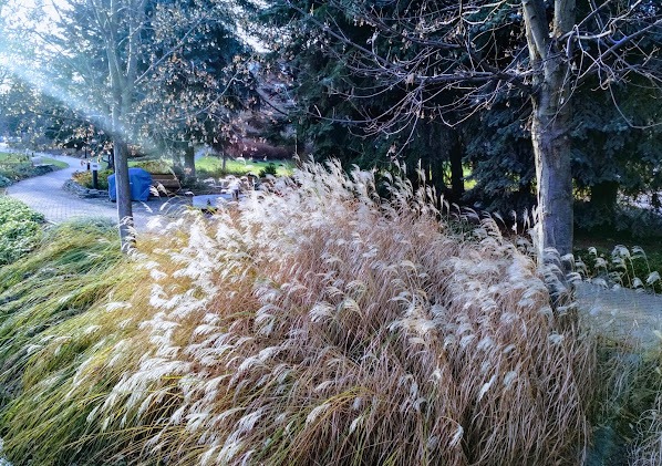 Miskanty dobrze prezentują się nad brzegami strumieni i zbiorników wodnych.