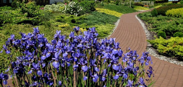 Wyraźna grupa kosaćców syberyjskich stanowi barwny akcent na tle stonowanej zieleni.