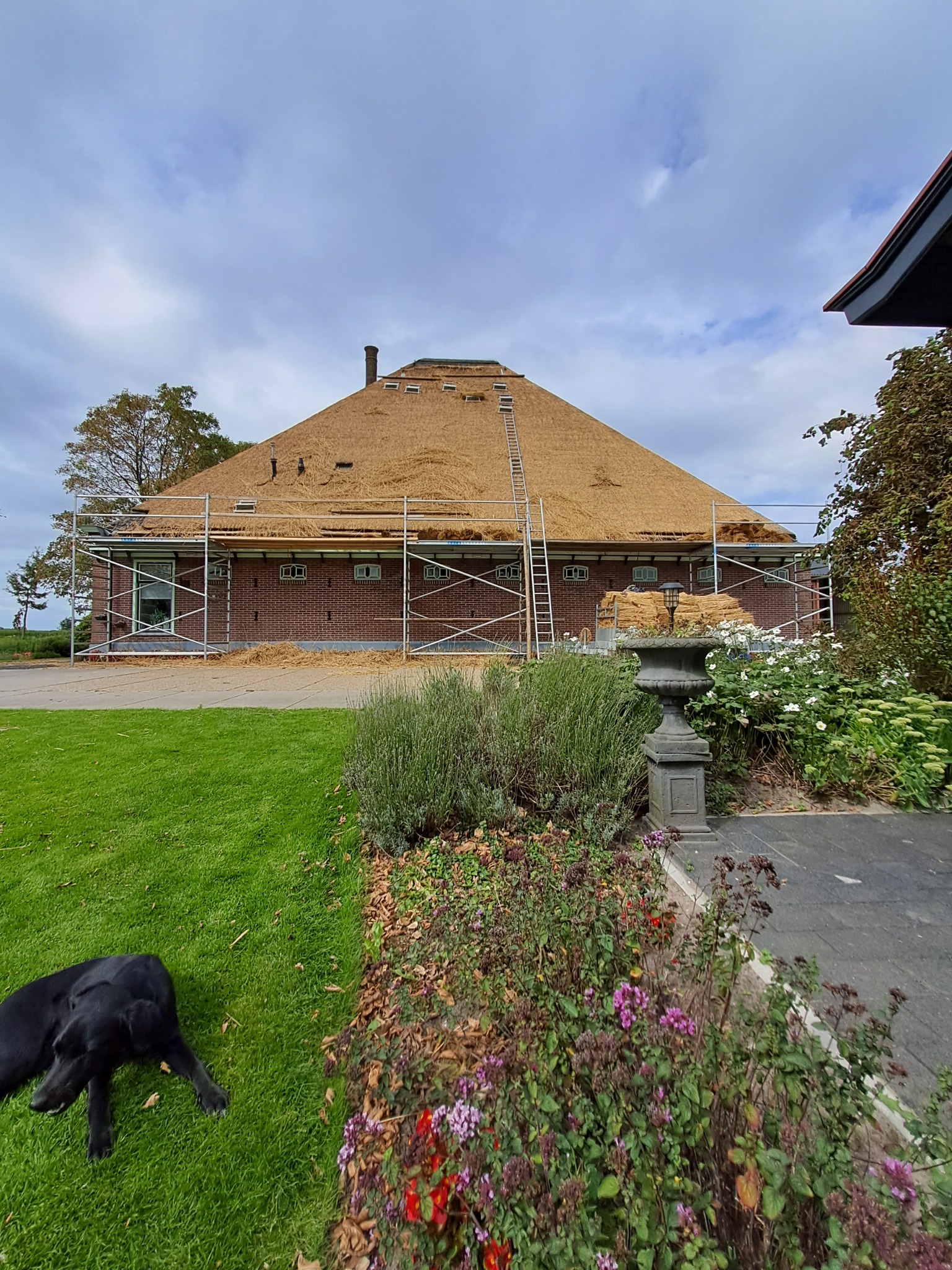 Budynek z cegły z odnawianym strzechą, otoczony rusztowaniami. Na pierwszym planie czarny pies leżący na trawie, dekoracyjny wazon i rabata kwiatowa.