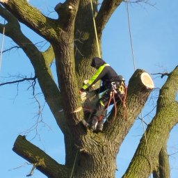 ARBORYSTA - wycinka I pielęgnacja drzew I krzewów - Tanie Czyszczenie Dachówki Kwidzyn