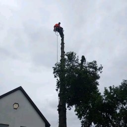 Wycinka drzew Kwidzyn 2