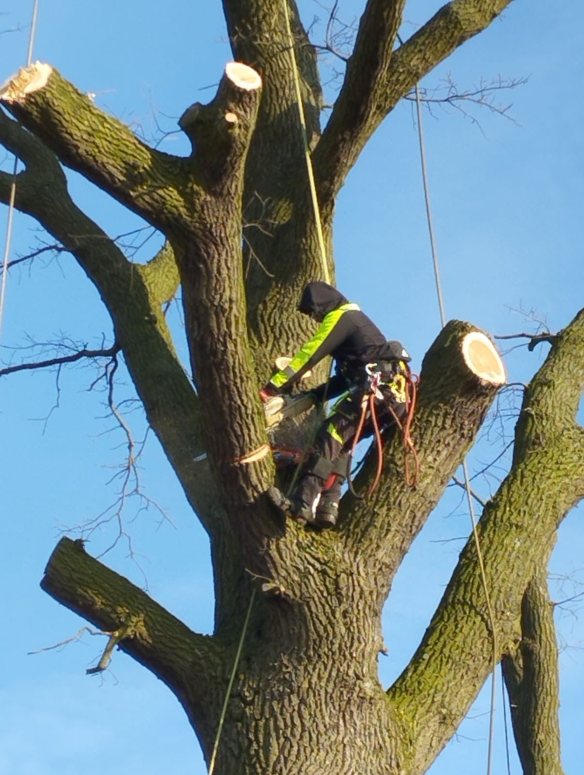 Arborysta w uprzęży, przy użyciu piły spalinowej, przycina gałęzie drzewa z wyraźnie widocznymi miejscami cięcia na tle błękitnego nieba.