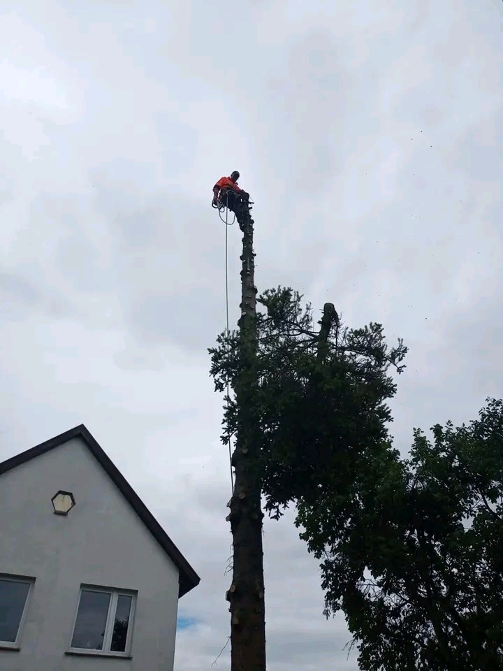 Arborysta w pomarańczowym kombinezonie, zabezpieczony linami, tnie wysokie drzewo w pobliżu domu z szarą elewacją i nietypowym, sześciokątnym oknem na szczycie dachu.