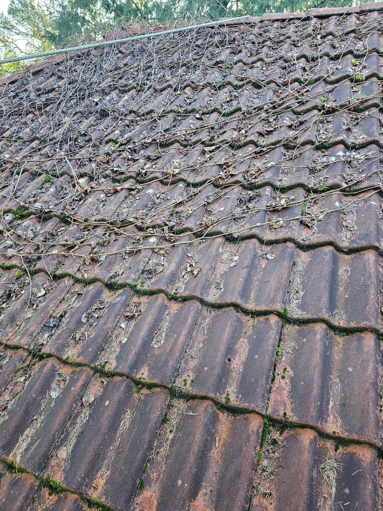 Czerwona dachówka pokryta mchem, suchymi liśćmi i pnączami, widok z góry na zarośnięty dach.