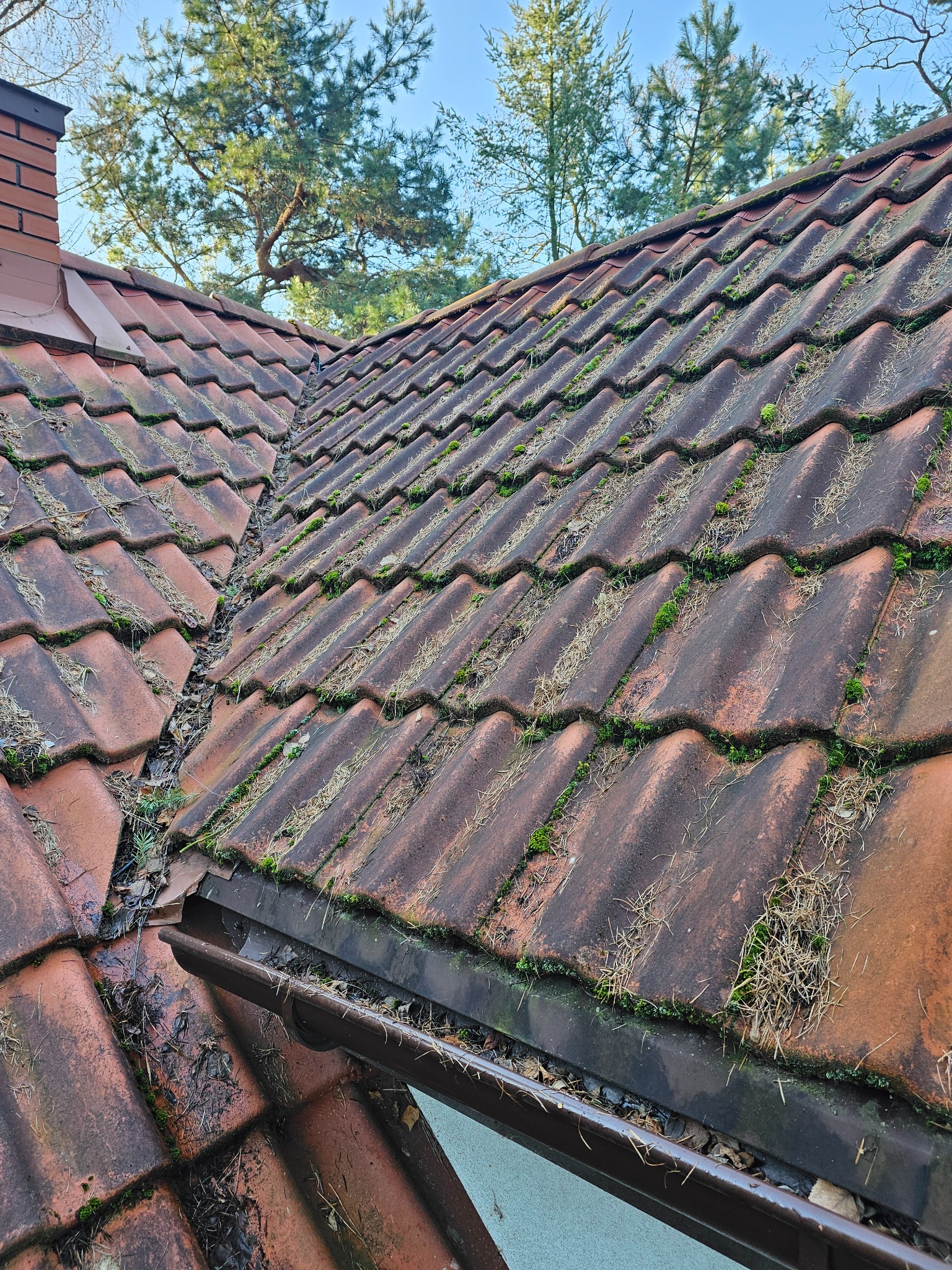 Zarośnięty mchem i zanieczyszczony dach z czerwonej dachówki ceramicznej, z widoczną rynną wypełnioną liśćmi i igliwiem, na tle błękitnego nieba i zielonych drzew.