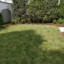 Zadbany trawnik z równo przystrzyżoną trawą, obrzeża wyłożone korą i ozdobnymi krzewami, w tle rząd wysokich tuj.