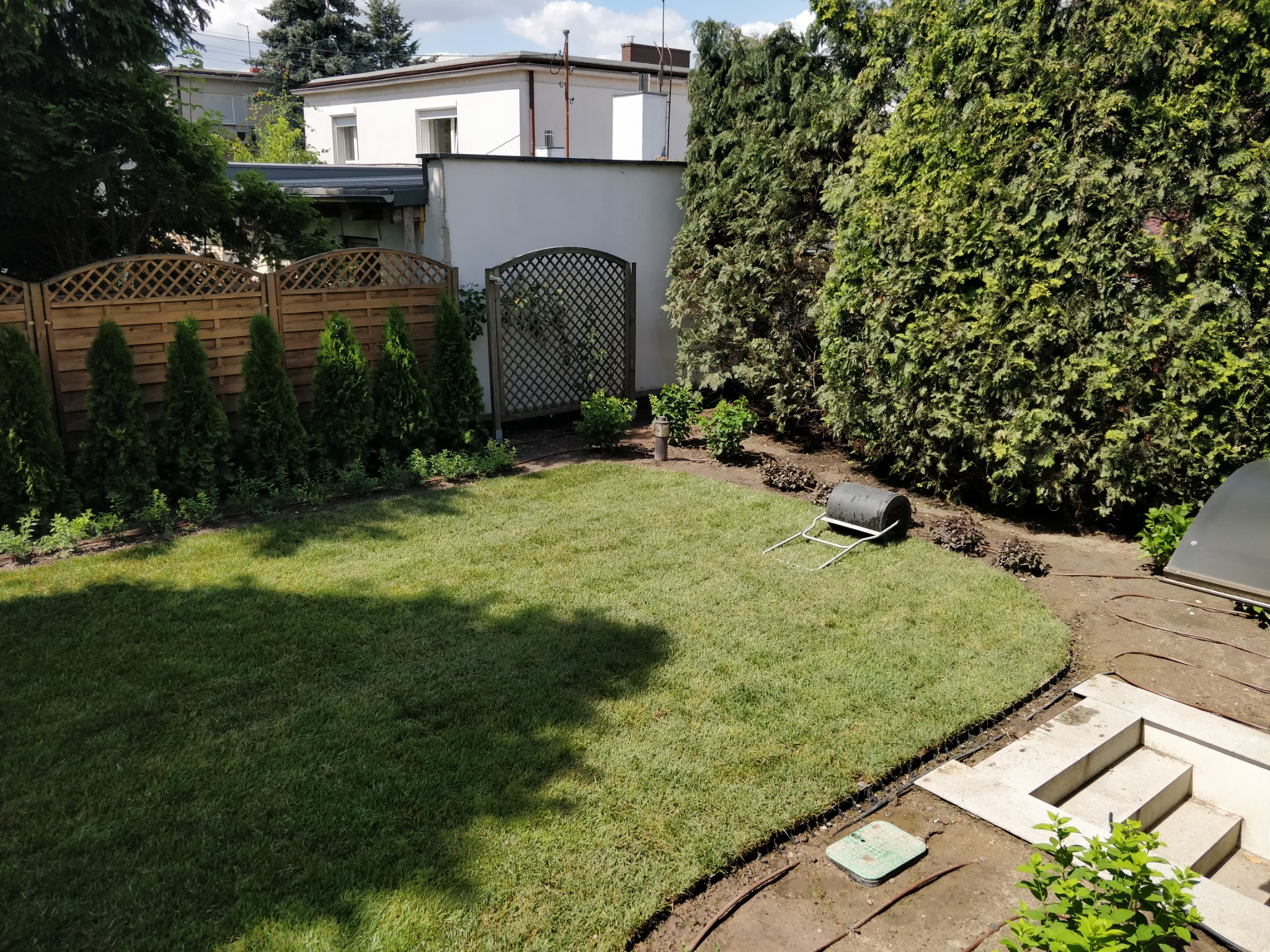 Świeżo założony trawnik z rolki w ogrodzie, widoczne obrzeża, system nawadniania i walec do trawy, w tle drewniany płot i tuje.