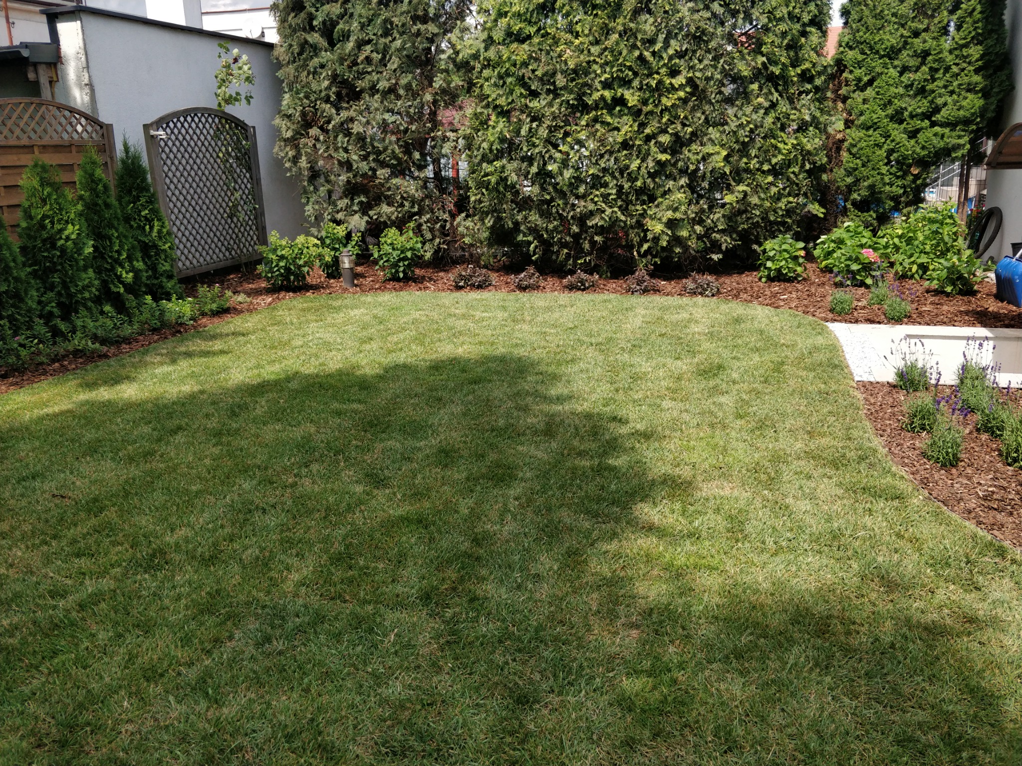 Zadbany trawnik z równo przystrzyżoną trawą, obrzeża wyłożone korą i ozdobnymi krzewami, w tle rząd wysokich tuj.