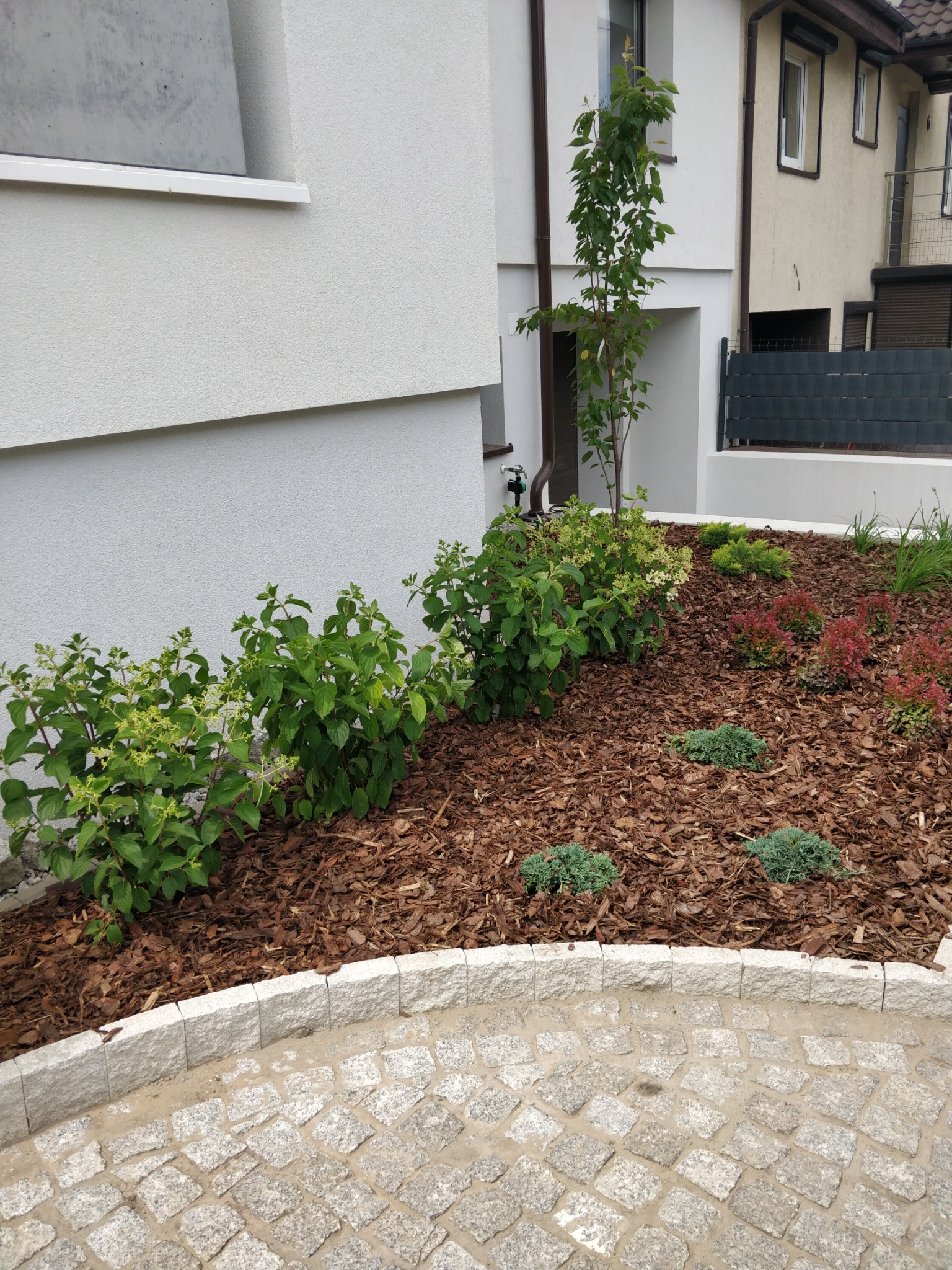 Aranżacja rabaty z korą i roślinami ozdobnymi przy białym budynku, wykończona granitową kostką brukową.