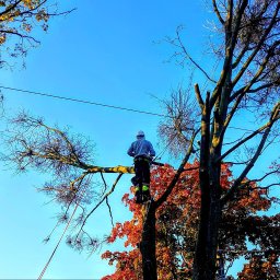 Grupa Nostromo Sp. z o.o. - Arborysta w kasku i uprzęży roboczej na drzewie podczas cięcia gałęzi, widok od dołu na tle błękitnego nieba i jesiennych liści.