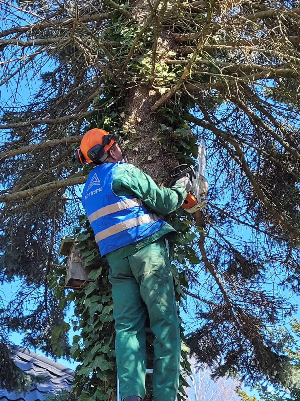 Pracownik w kasku i słuchawkach ochronnych, stojący na drabinie, przycina gałęzie drzewa piłą spalinową. Pień drzewa oplatany bluszczem. W tle błękitne niebo.