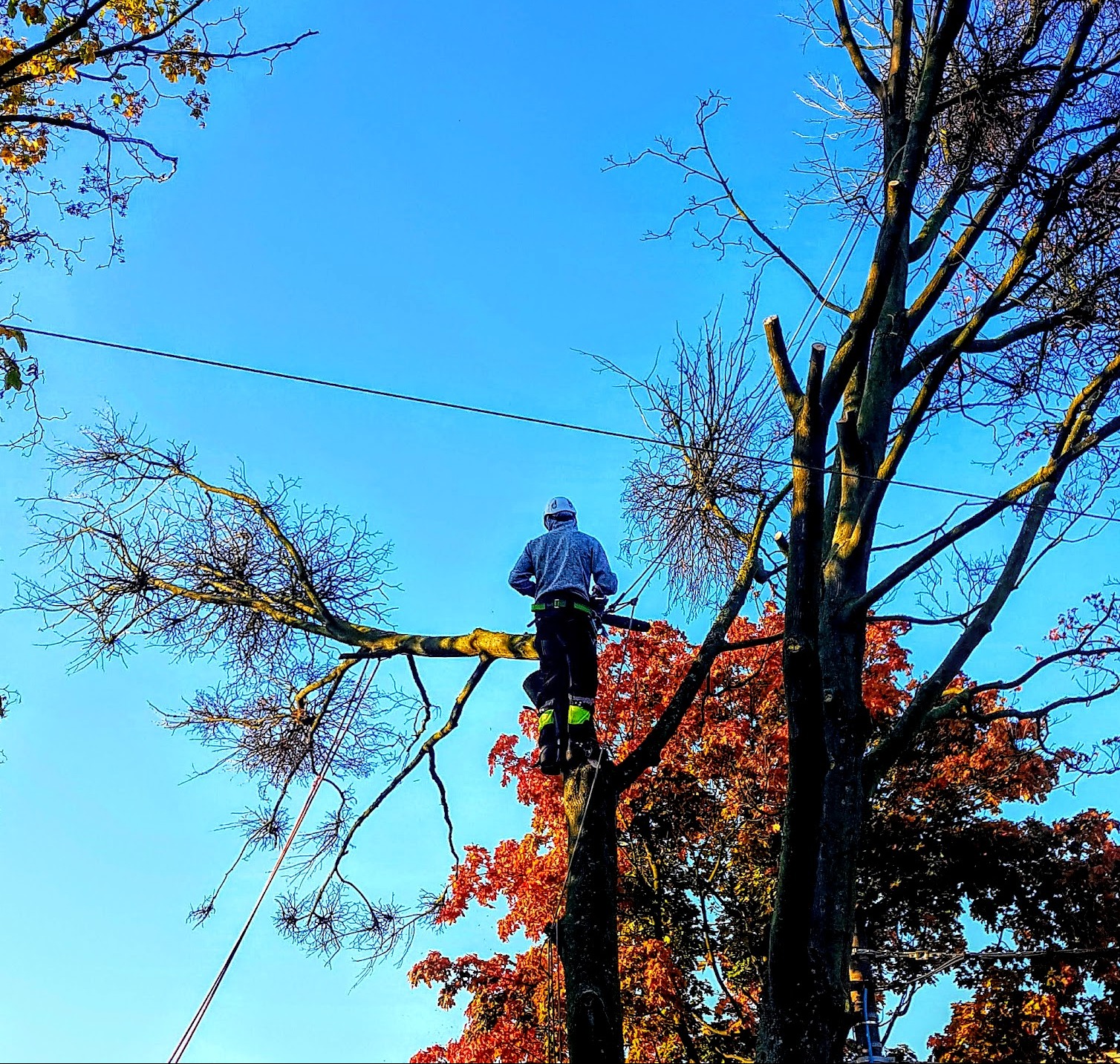 Arborysta w kasku i uprzęży roboczej na drzewie podczas cięcia gałęzi, widok od dołu na tle błękitnego nieba i jesiennych liści.