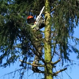 Zakład Usług Leśnych Krzysztof Lura - Ścinanie Drzew Sieraków