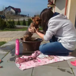 Kobieta w jeansach i szarej bluzie kąpie małego, mokrego yorka w brązowej misce na zewnątrz, różowy ręcznik z Hello Kitty obok.