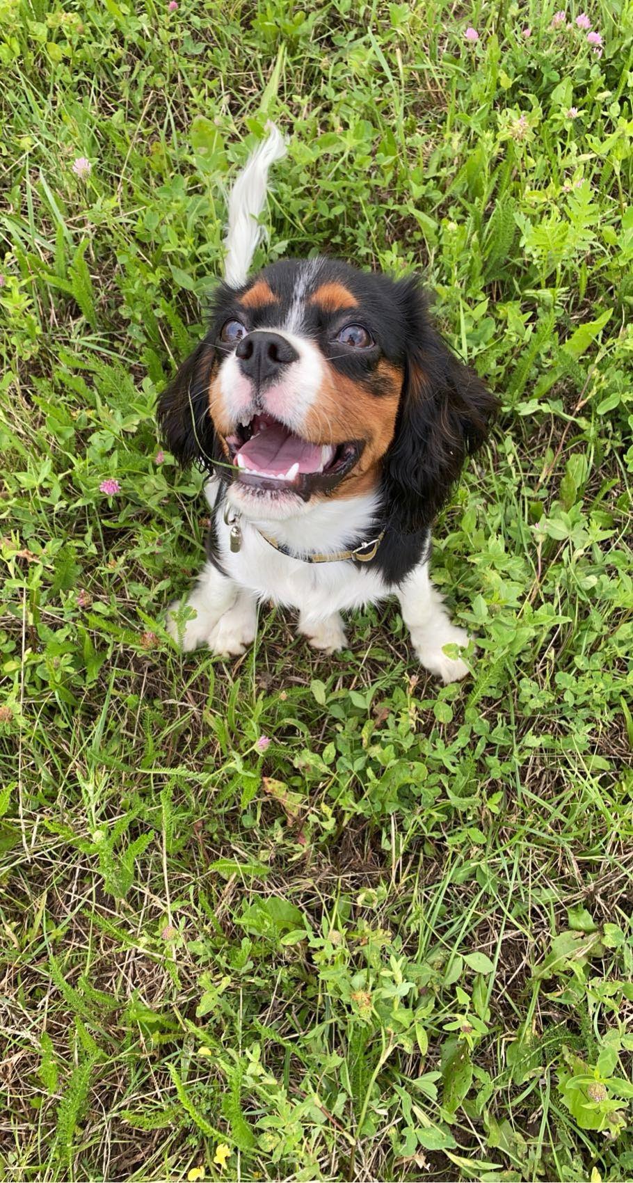 Szczeniak rasy Cavalier King Charles Spaniel z otwartym pyszczkiem i uniesionym ogonem siedzi w wysokiej trawie z koniczyną, patrząc w górę. Obroża z zawieszką na szyi.