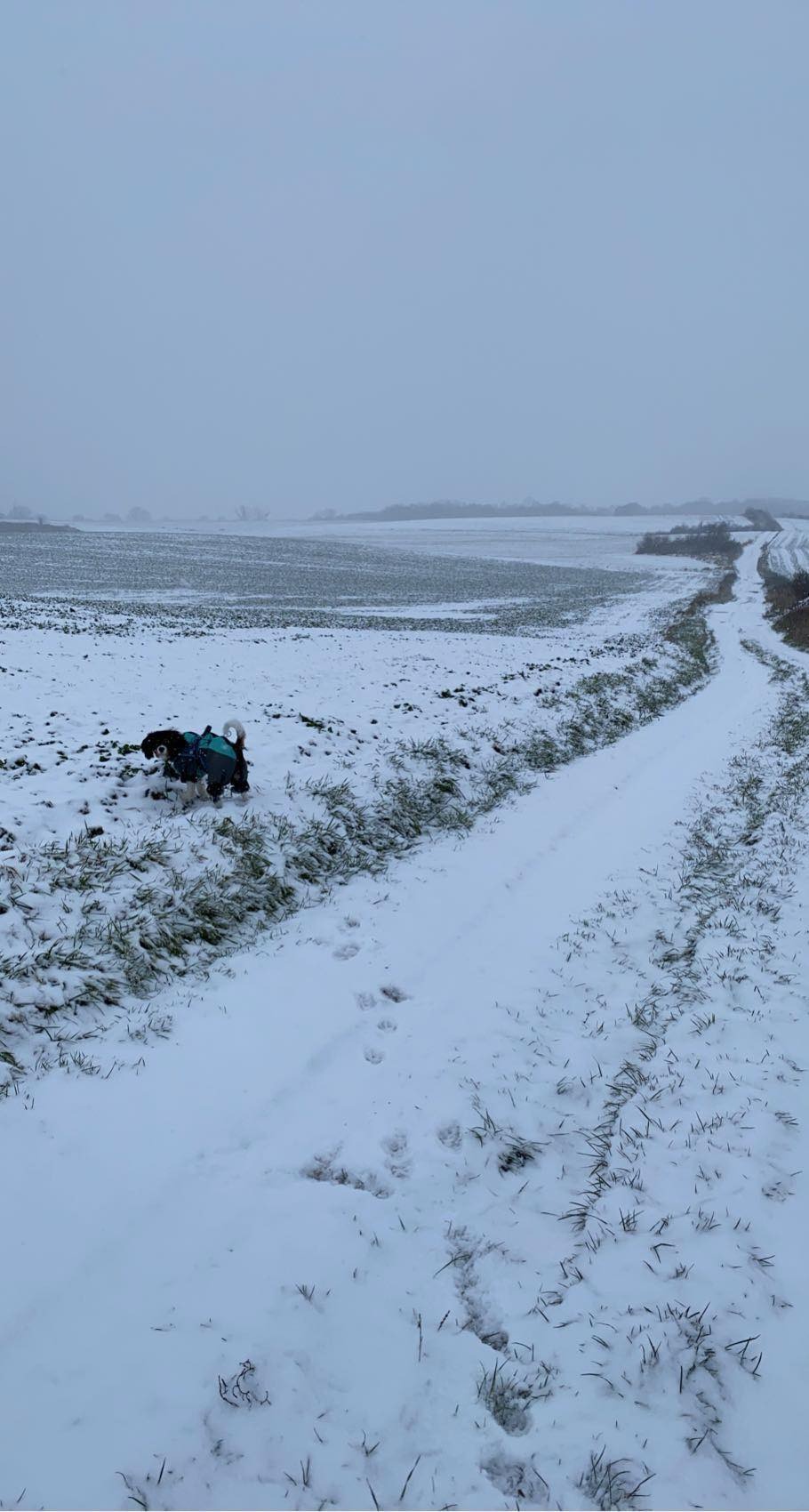 Pies w czarnym ubranku z turkusowymi akcentami spaceruje po zaśnieżonym polu w pochmurny dzień. Widoczna ścieżka ze śladami łap.