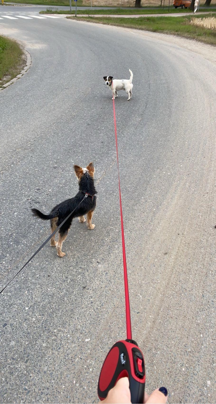 Dwa psy na smyczy spotykają się na skrzyżowaniu dróg; jeden czarno-brązowy Yorkshire Terrier z obrożą patrzy w górę na białego Jack Russell Terriera z czarnymi łatami, trzymanego na długiej...