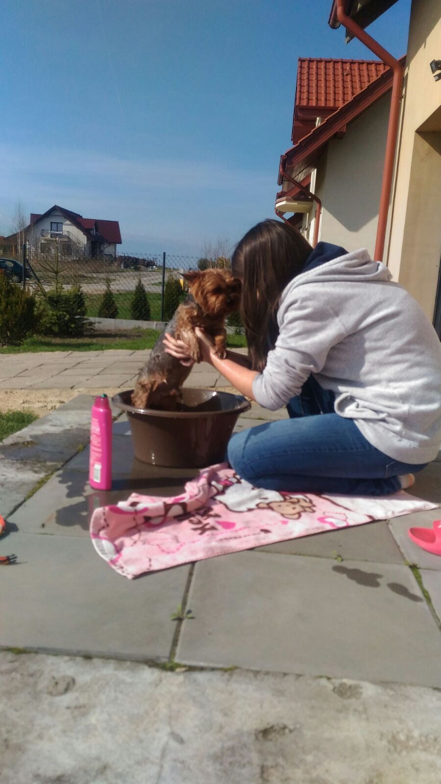 Kobieta w jeansach i szarej bluzie kąpie małego, mokrego yorka w brązowej misce na zewnątrz, różowy ręcznik z Hello Kitty obok.