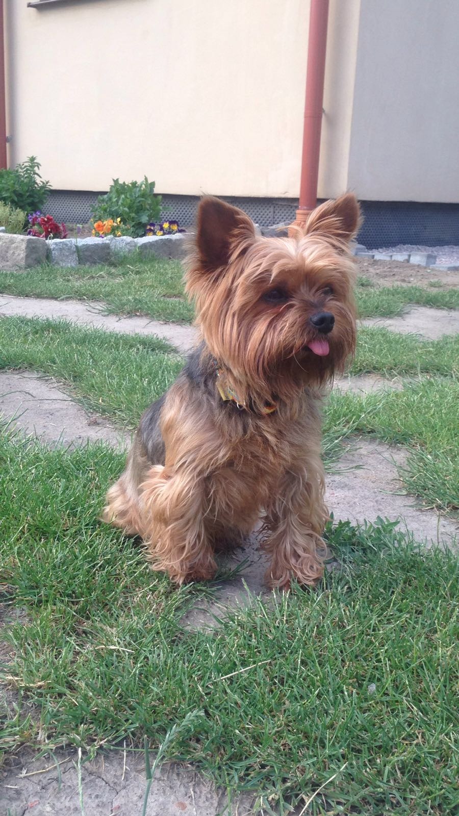 Yorkshire Terrier siedzi na trawie z wyciągniętym językiem, widoczny fragment chodnika i rabaty kwiatowej