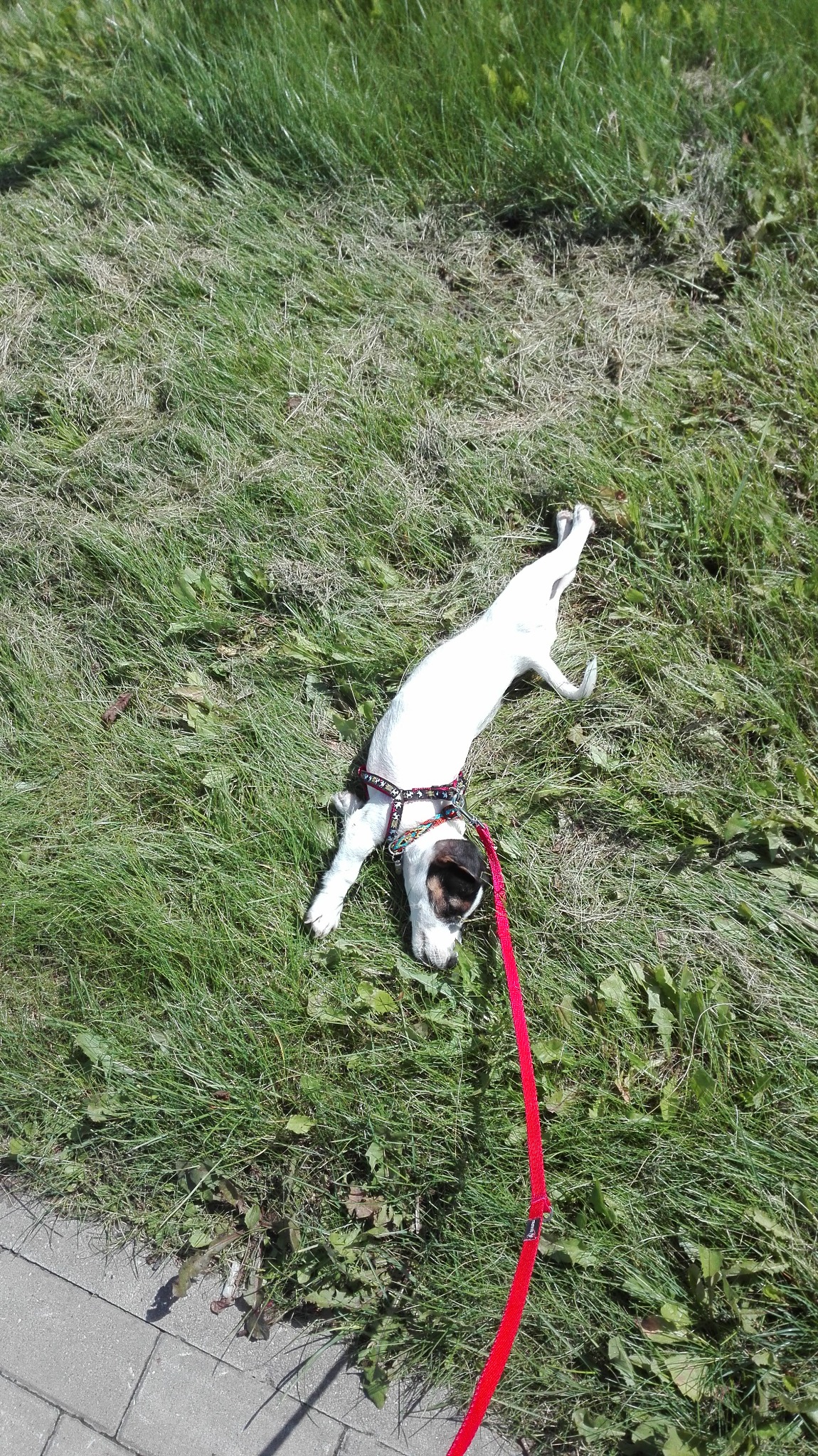 Jack Russell Terrier leży na trawie z czerwoną smyczą i ozdobną uprzężą, odpoczywając podczas słonecznego spaceru.