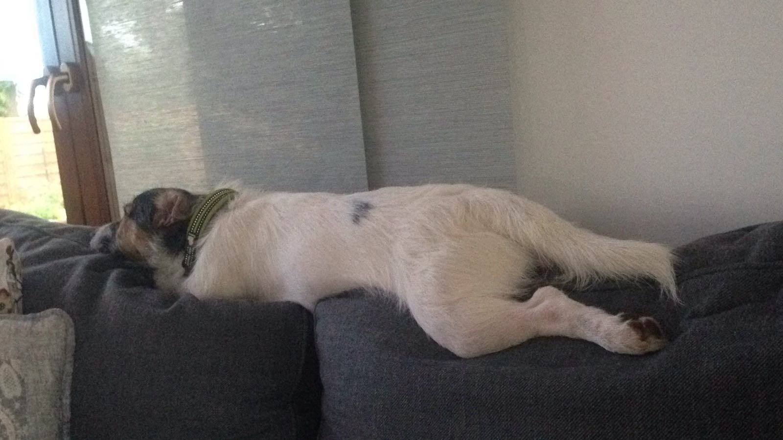 Śpiący, biały pies z brązowymi uszami i czarną plamką na grzbiecie, leżący na szarym narożniku z głową opartą o poduszkę, widoczne okno z drewnianą ramą i zasłoną w tle.