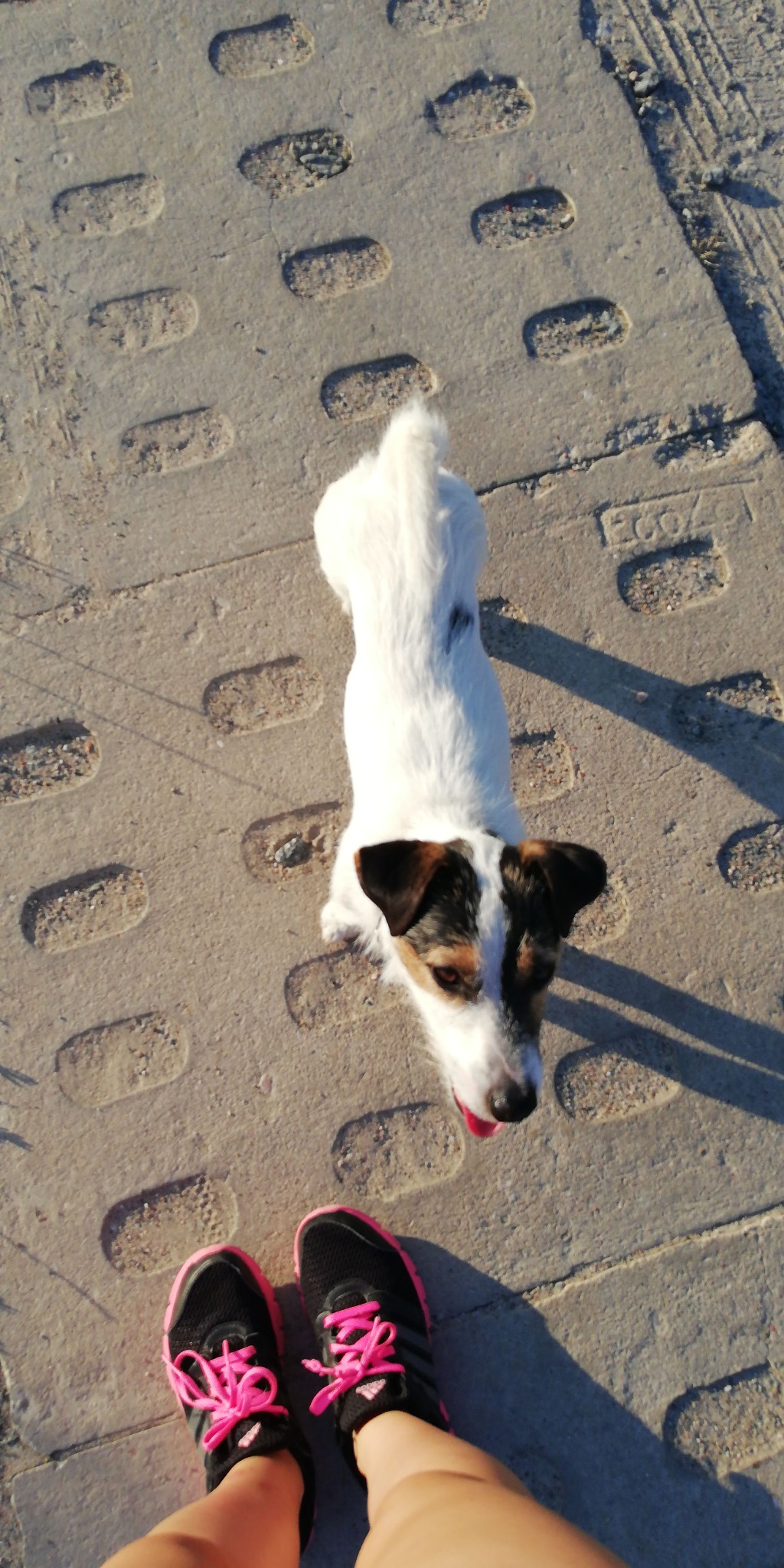 Widok z góry na Jack Russell Terriera z różowym językiem i czarno-różowe buty do biegania na chodniku z wytłoczonym wzorem