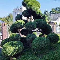 Bonsai Usługi Ogrodnicze - Nawożenie Roślin Świątniki Górne